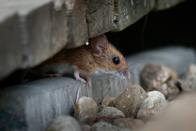 Tips_for_Mouse_Proofing_Your_Storage_Shed