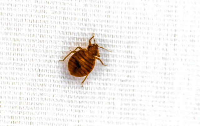 Understanding_Heat_Treatment_for_Bed_Bugs