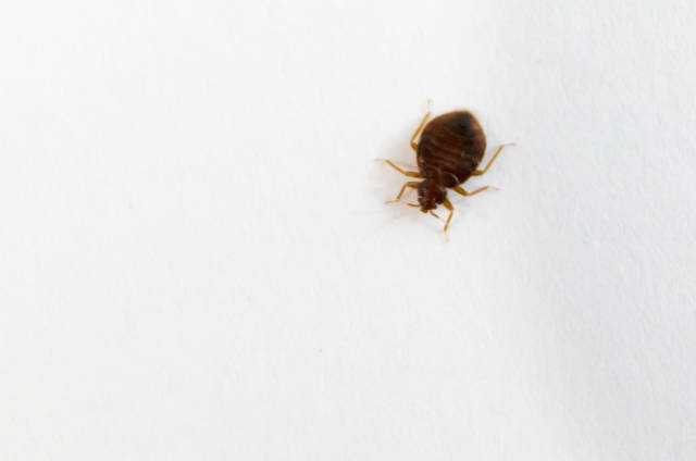 Vacuuming_After_Bed_Bug_Treatment_The_Right_Timing_and_Method