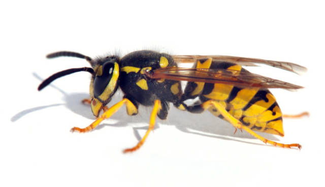 Wasp_Stings_First_Aid_and_Treatment_for_Pain_Relief