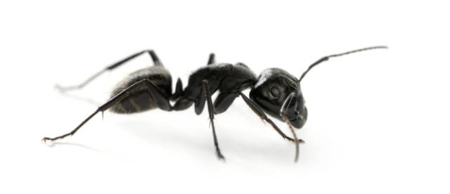 What_Do_Carpenter_Ants_Look_Like_Identification_and_Characteristics