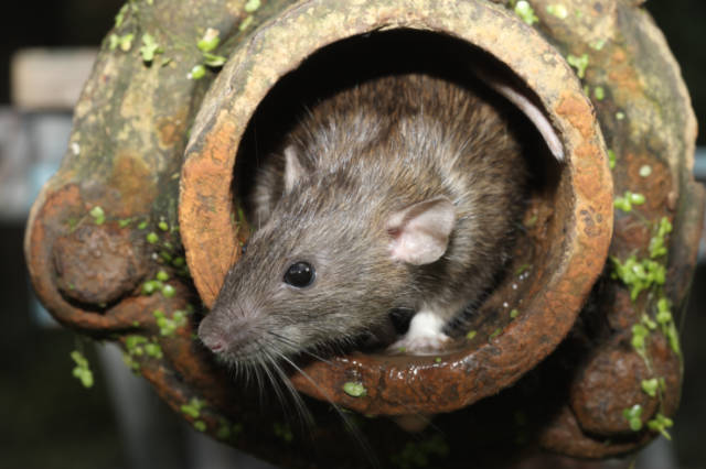 What_Are_The_Most_Common_Ways_Rats_Enter_A_Home_Rat_Entry_Points