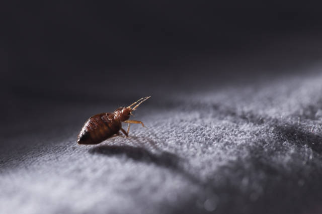 Struggling_to_Get_Rid_of_Bed_Bugs_Common_Challenges_Explained