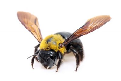 Carpenter Bees Whtiby